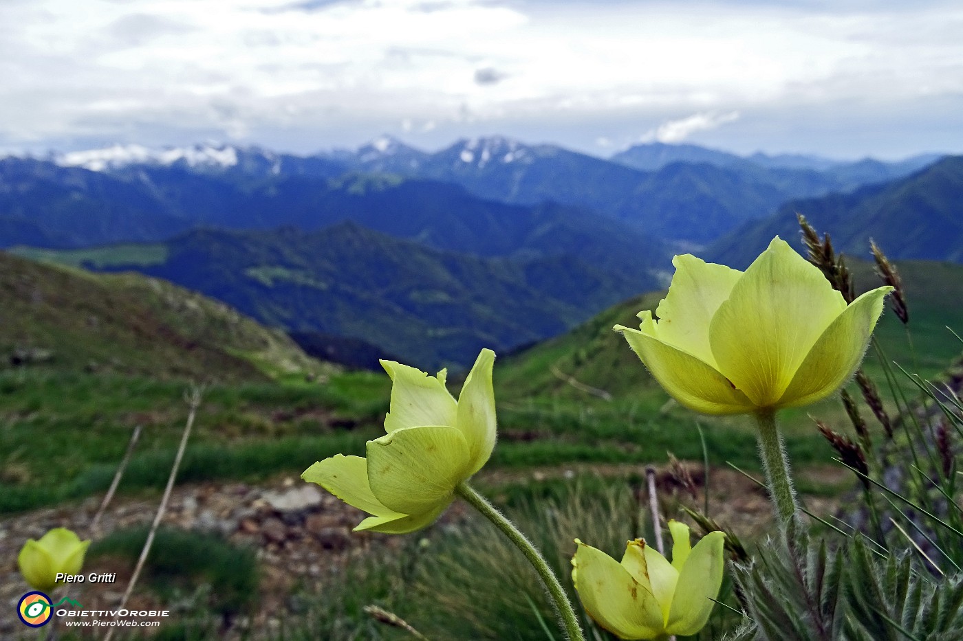 35 Pulsatilla alpina sulfurea.JPG -                                